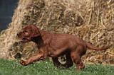 SETTER IRLANDAIS 162